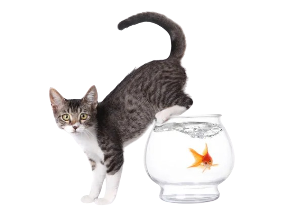 minou
